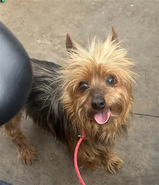 A young small-sized female Mixed Breed dog named Cloud for adoption in Dallas, TX