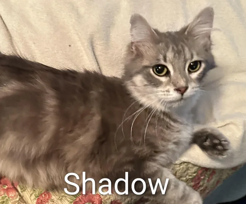 Shadow