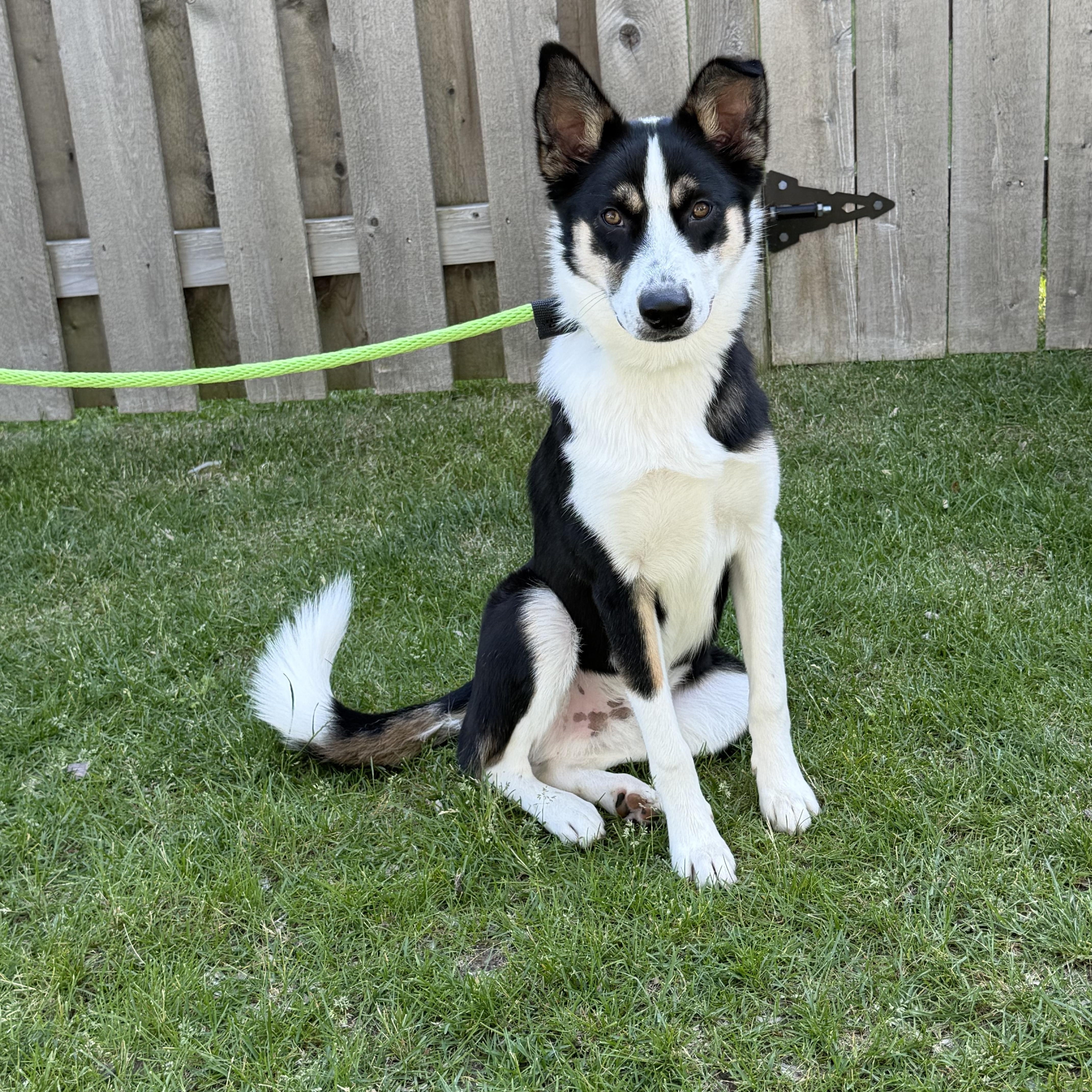 A young large-sized male Australian Shepherd dog named Birdo for adoption in Crystal Lake, IL