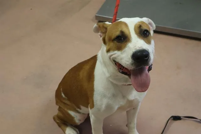 A young large-sized male Mixed Breed dog named Chance for adoption in Columbia, SC