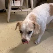 An adult small-sized male White / Cream Wirehaired Terrier dog named Marbles for adoption in Denison, TX