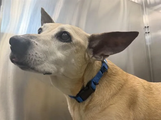 A senior medium-sized female Mixed Breed dog named Kota for adoption in Dallas, TX