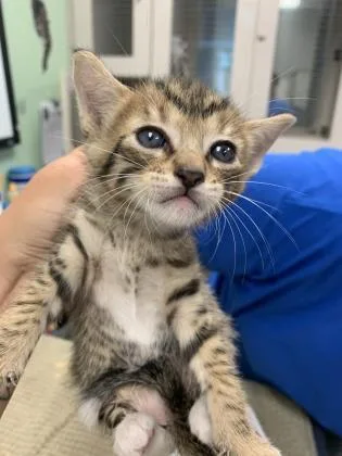 A baby small-sized male Domestic Short Hair cat named Brady for adoption in Palm Coast, FL