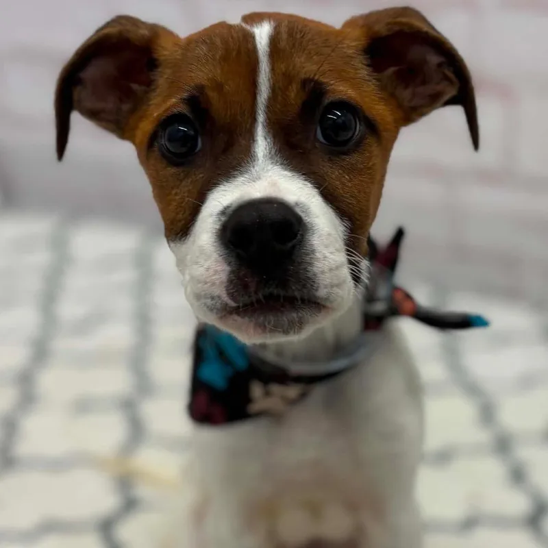 A baby small-sized male Brown / Chocolate Pit Bull Terrier dog named Moe for adoption in Northville, MI
