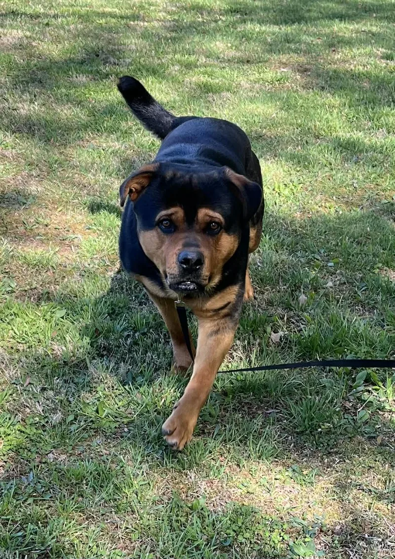 A young extra large-sized male Rottweiler dog named Jayr for adoption in Thibodaux, LA
