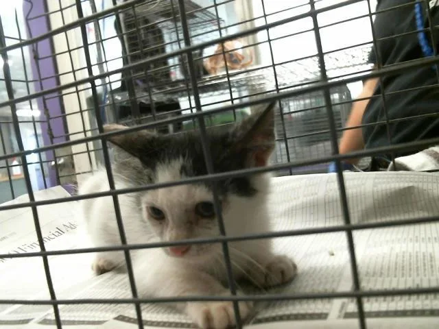 A baby small-sized male Domestic Short Hair cat named Coke for adoption in Houston, TX