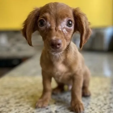A baby small-sized female Merle (Red) Chihuahua dog named Luna for adoption in Boca Raton, FL