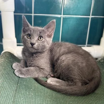 A baby small-sized male Domestic Short Hair cat named Gray Man for adoption in Honolulu, HI