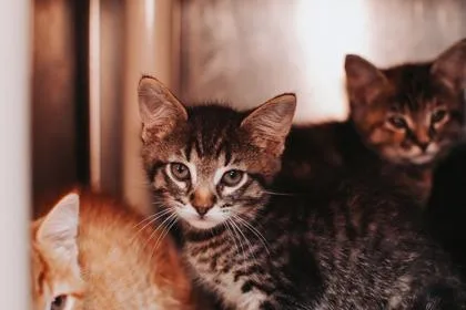 A young small-sized male Domestic Short Hair cat named a Monkey Bread for adoption in North Charleston, SC