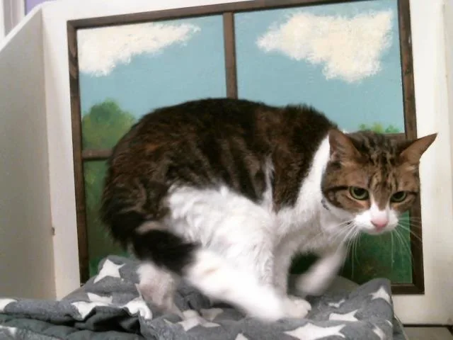 A senior large-sized male Domestic Short Hair cat named Leonardo for adoption in Houston, TX