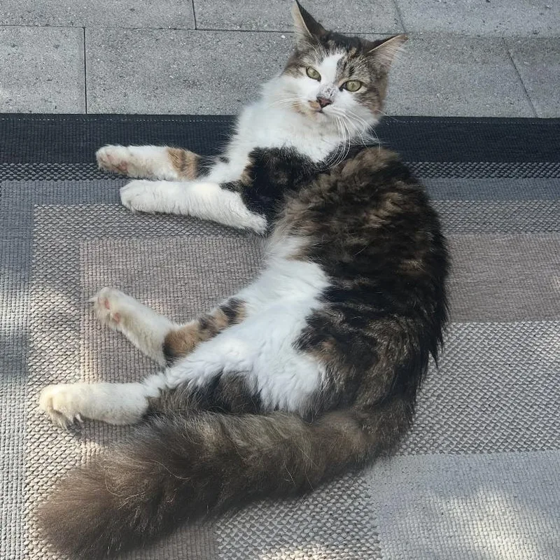 A young large-sized male Domestic Long Hair cat named Cayenne for adoption in Scranton, PA