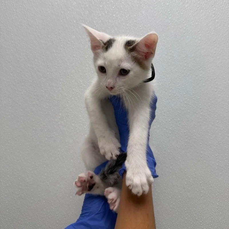 A baby small-sized male White Domestic Short Hair cat named Brown Cow for adoption in Sunnyvale, CA