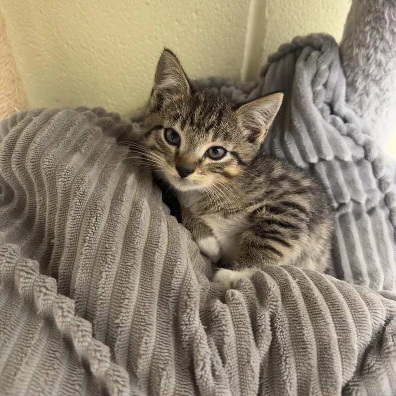A baby small-sized male Domestic Short Hair cat named Loki for adoption in Guntersville, AL