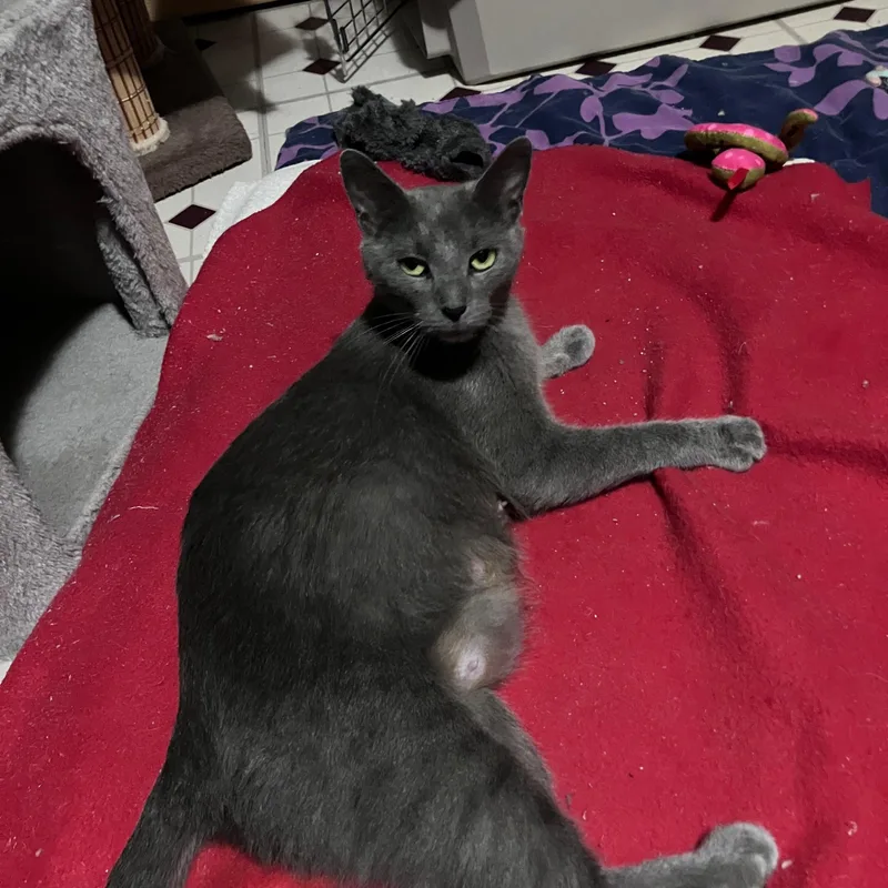 An adult medium-sized female Gray / Blue / Silver Domestic Short Hair cat named Sweet Pea for adoption in Highland, IN