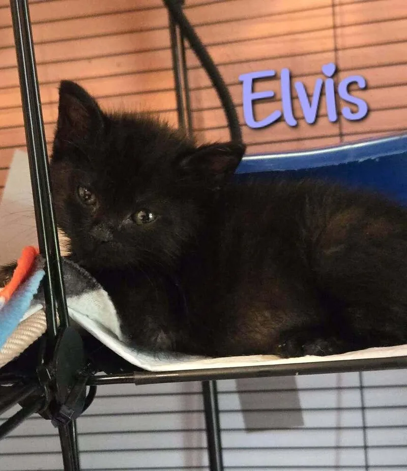 A baby small-sized male Black Domestic Short Hair cat named Elvis for adoption in Bossier City, LA