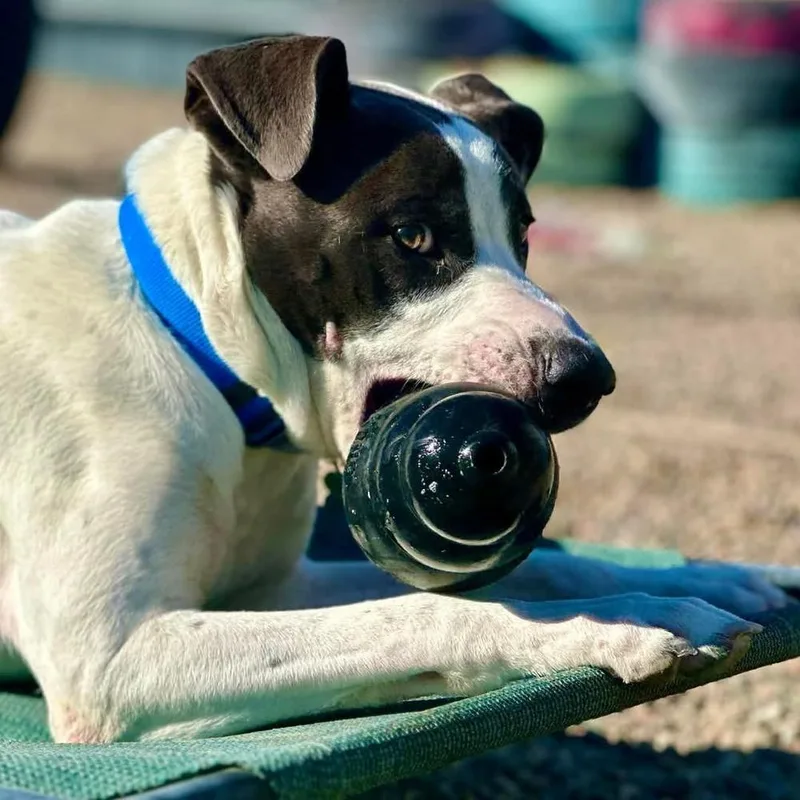 Jefferson thumbnail 5