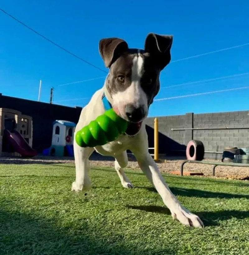 Jefferson thumbnail 6