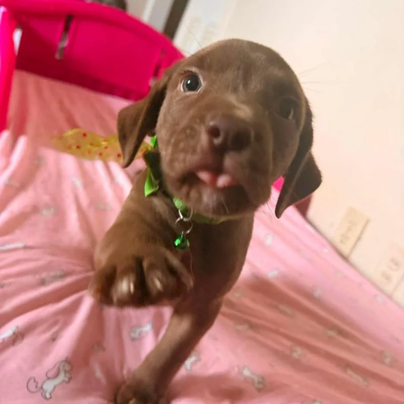 A baby large-sized male Brown / Chocolate Chocolate Labrador Retriever dog named Wyatt Derp for adoption in Farmersville, OH