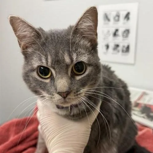 A young large-sized female Gray / Blue / Silver Domestic Short Hair cat named Hershey for adoption in Jacksonville, FL