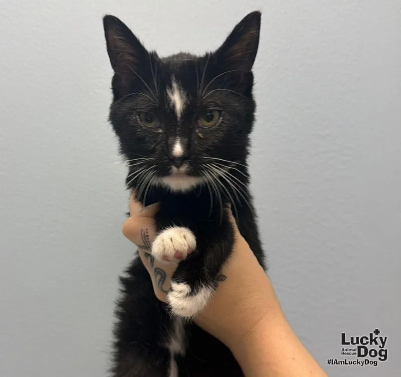 A baby medium-sized female Domestic Short Hair cat named Sophie for adoption in Washington, DC