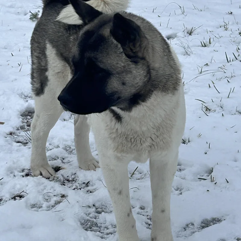 Willow