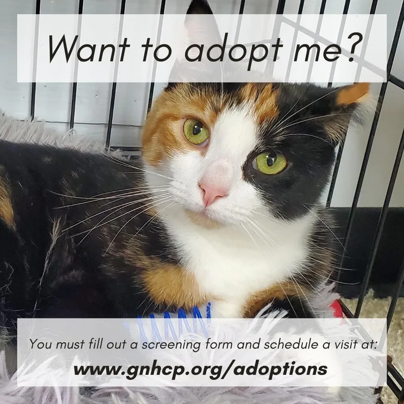 A young medium-sized female Calico Domestic Short Hair cat named Mattea for adoption in New Haven, CT