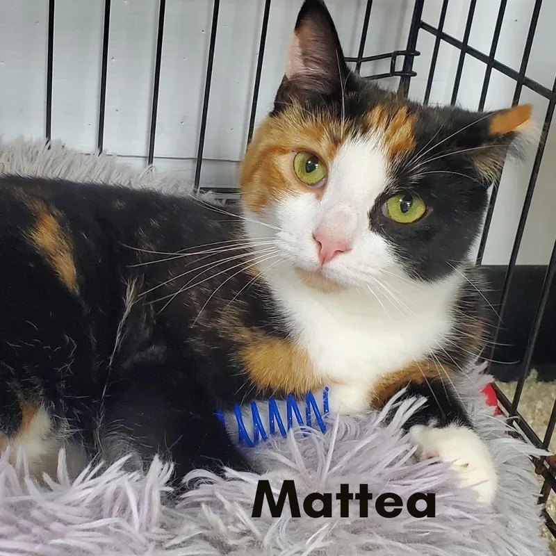 Mattea thumbnail 2