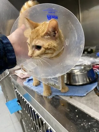 A young small-sized female Domestic Short Hair cat named Oshea for adoption in Hobart, IN