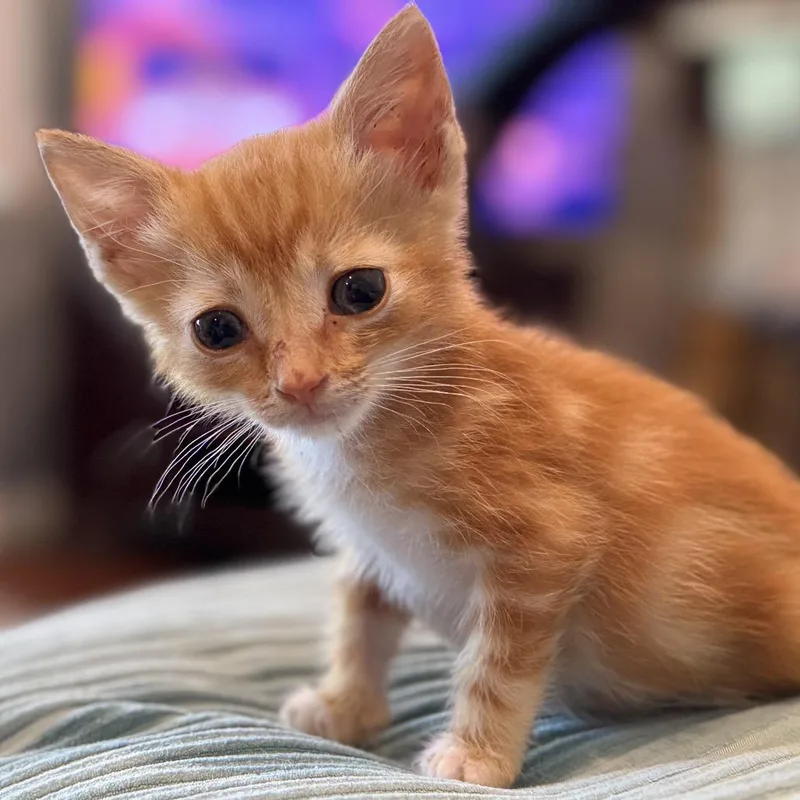 A baby small-sized male Orange / Red Domestic Short Hair cat named Ollie for adoption in Tustin, CA