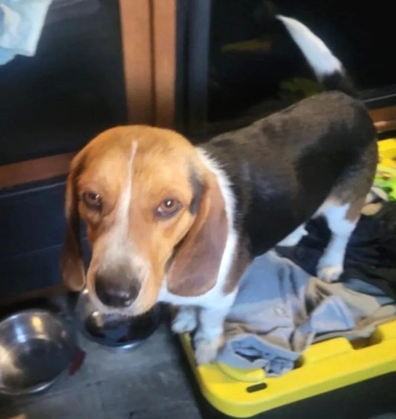 Swagger Ii thumbnail 2