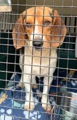 Swagger Ii thumbnail 3