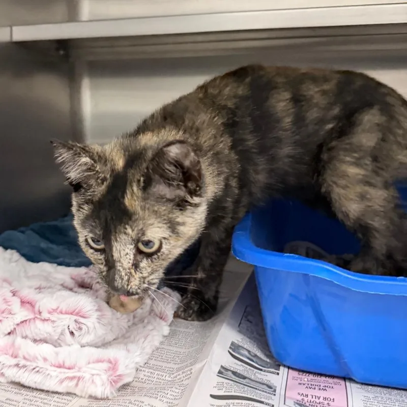 A baby small-sized female Tortoiseshell Domestic Short Hair cat named Tortie for adoption in Henderson, NV