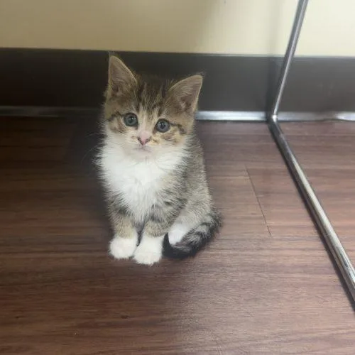 A baby small-sized female Tabby (Buff / Tan / Fawn) Domestic Short Hair cat named Amethyst for adoption in Fishers, IN