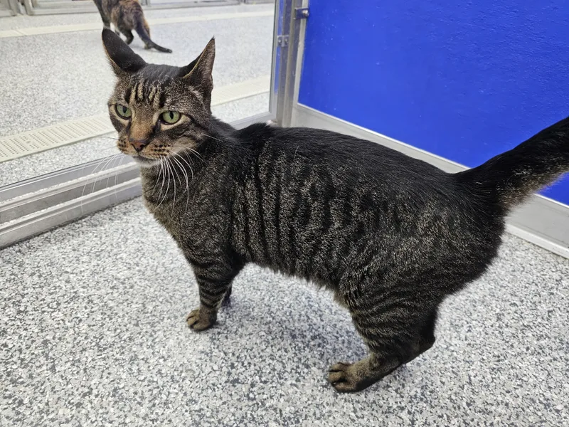 A senior medium-sized male Tabby (Brown / Chocolate) Domestic Short Hair cat named Buddy for adoption in Dunkirk, NY