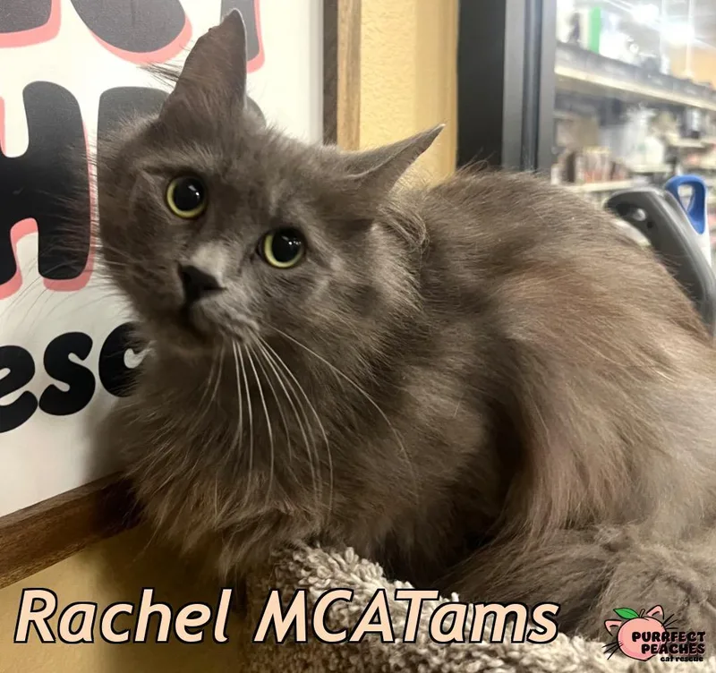 Rachel MCATams
