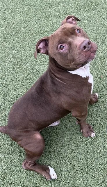 An adult large-sized male Pit Bull Terrier dog named Hershey for adoption in Newton, NC