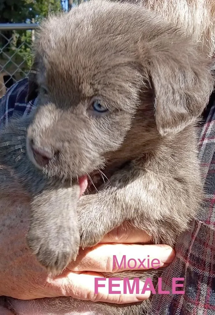 A baby medium-sized female Shepherd dog named Moxie for adoption in Stuart, VA