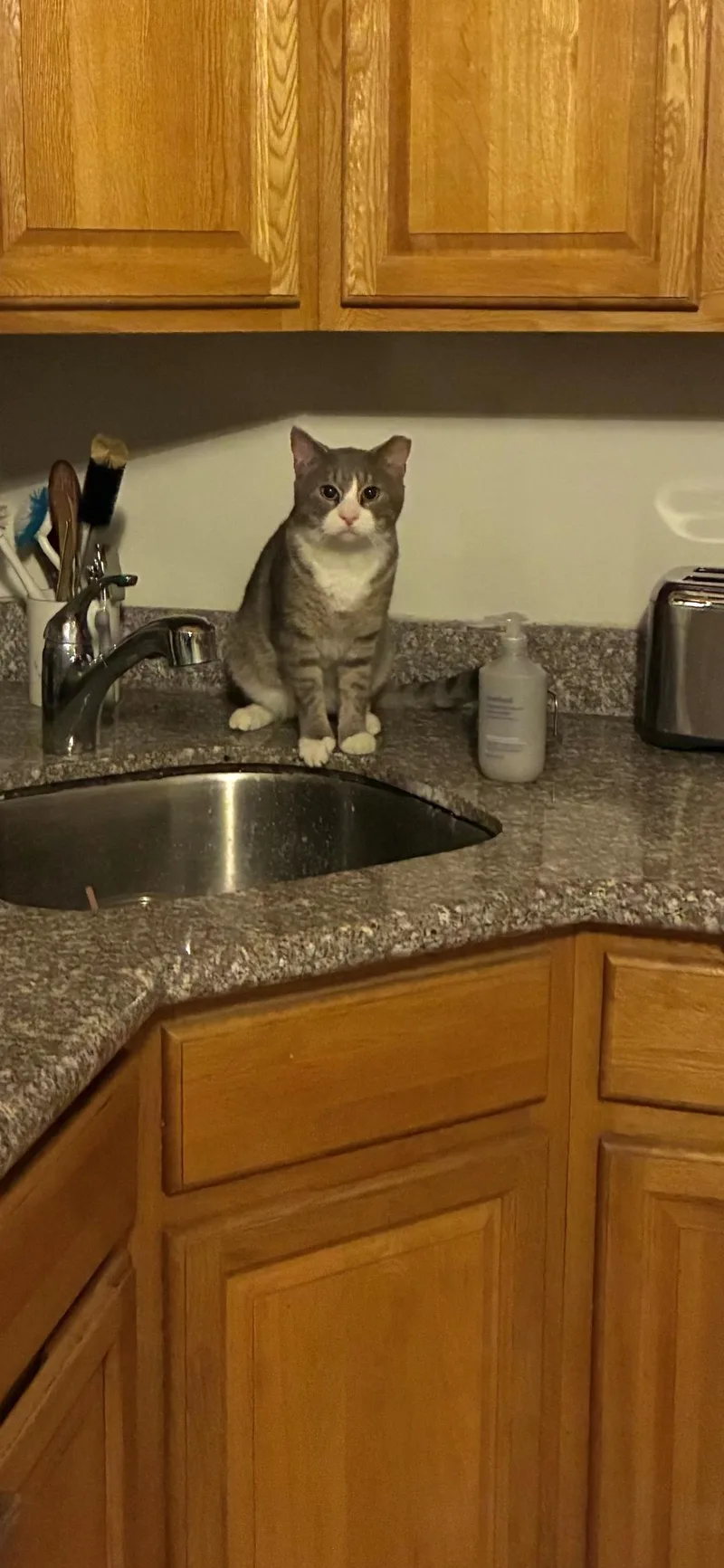 An adult medium-sized male Domestic Short Hair cat named Azucar for adoption in brooklyn, NY