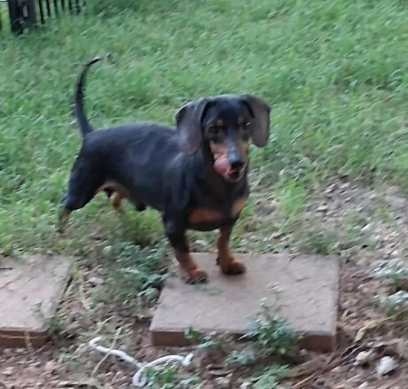A young small-sized male Brown / Chocolate Dachshund dog named Happy Meal for adoption in Shawnee, OK