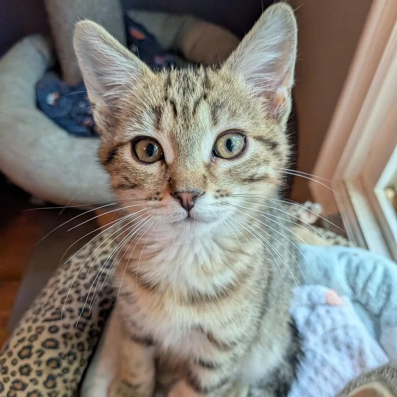 A baby small-sized male Brown / Chocolate Domestic Short Hair cat named Zody for adoption in Long Beach, CA