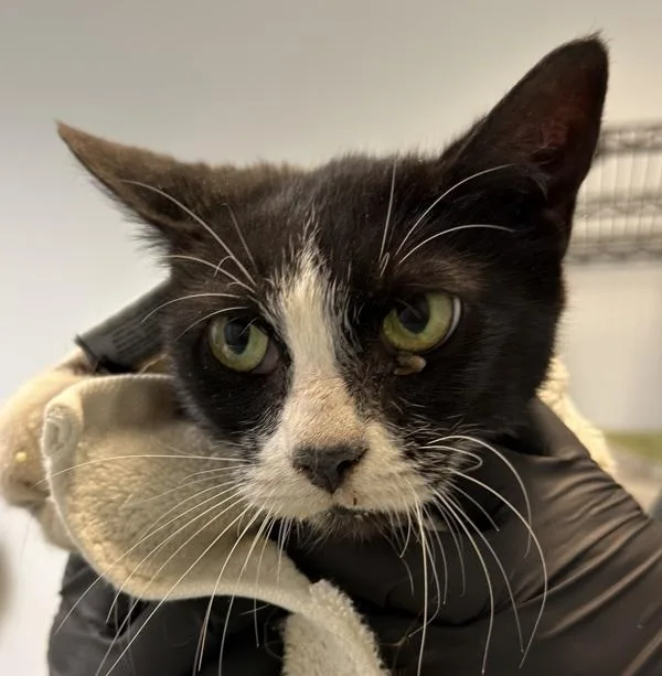 A senior medium-sized female Domestic Short Hair cat named Elain for adoption in Oceanside, CA