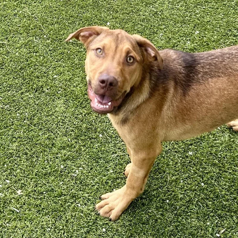 A baby small-sized male Brindle Terrier dog named Forest for adoption in LOXAHATCHEE, FL