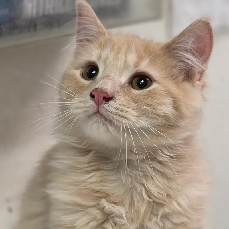 A baby small-sized male Cream / Ivory Domestic Long Hair cat named Sonny for adoption in Charleston, WV