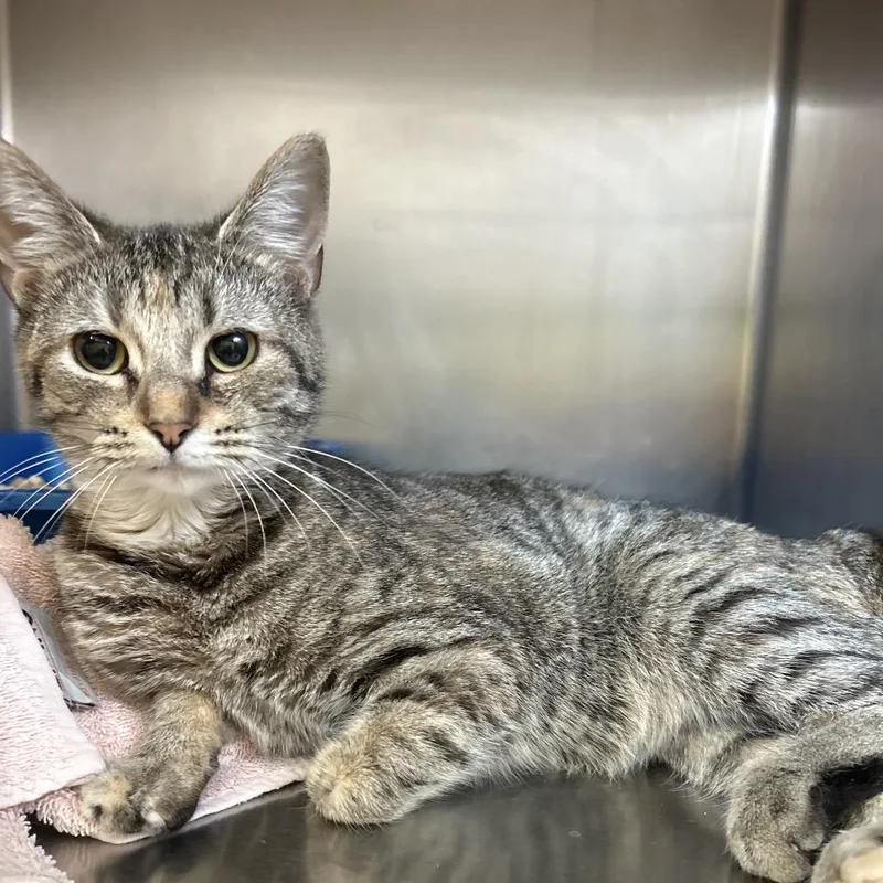A young medium-sized female Brown / Chocolate Domestic Short Hair cat named Ford for adoption in Bristol, IN