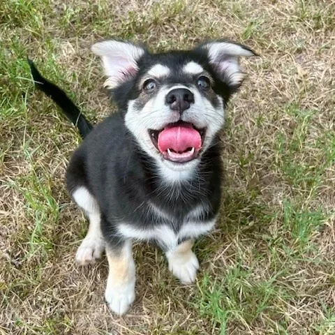 A young small-sized male Australian Shepherd dog named Brewster for adoption in Bastrop, TX