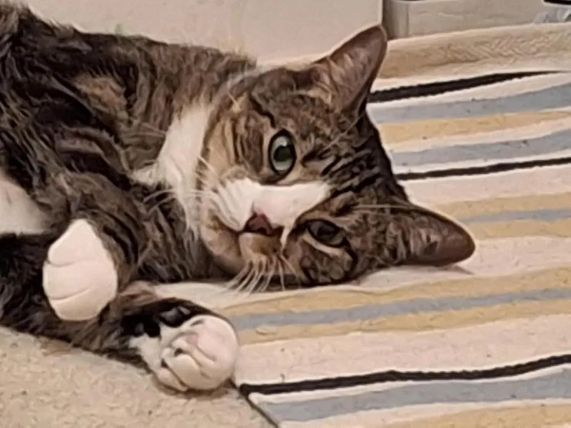 An adult large-sized male Domestic Short Hair cat named Rudy for adoption in Ballwin, MO