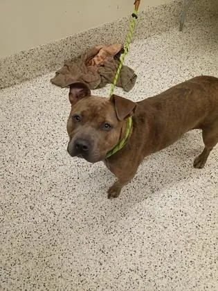 An adult large-sized female Mixed Breed dog named Dollee for adoption in Atlanta, GA