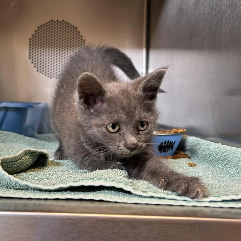 A baby small-sized female Gray / Blue / Silver Domestic Short Hair cat named Courtney for adoption in Bristol, IN