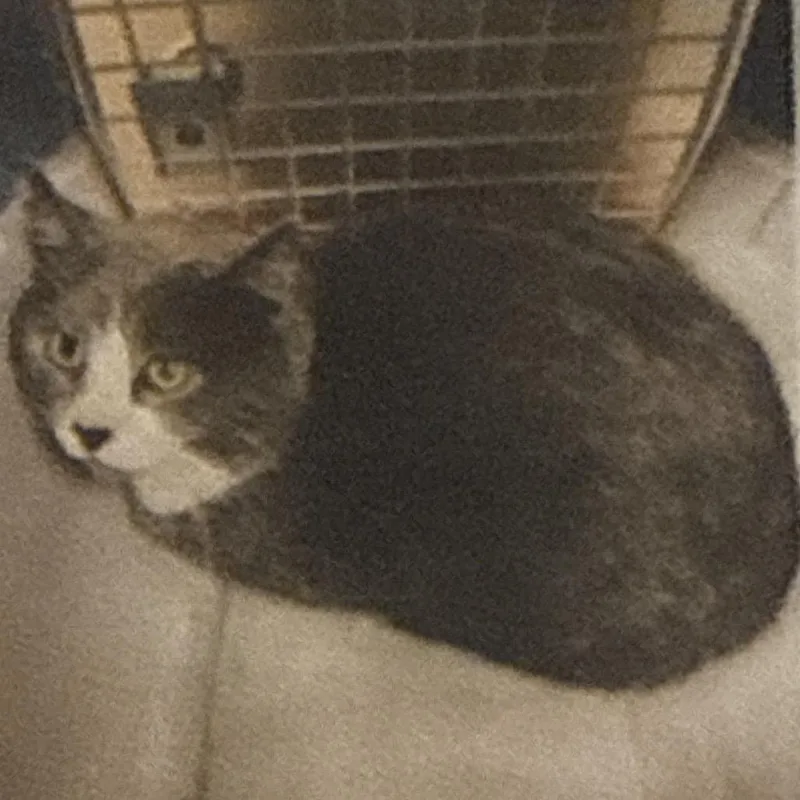 An adult large-sized male Gray / Blue / Silver Domestic Short Hair cat named Blaze for adoption in Granby, MO