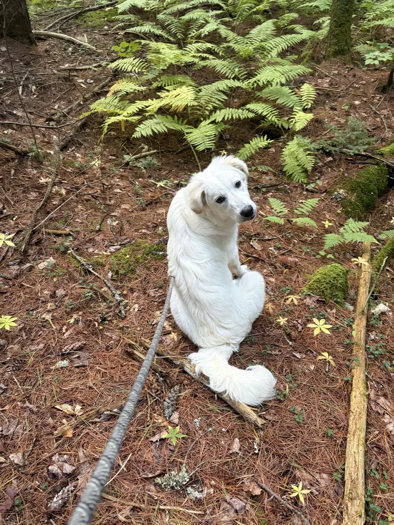 A baby large-sized female Great Pyrenees dog named Hellen for adoption in Bowdoin, ME